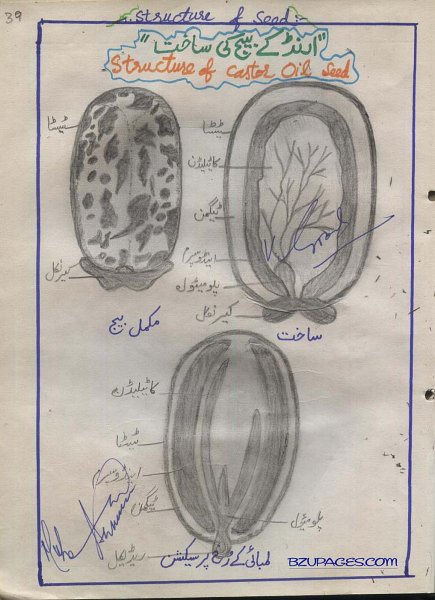 39 Structure of Castor Oil Seed (Urund kay beej ki sakht).jpg